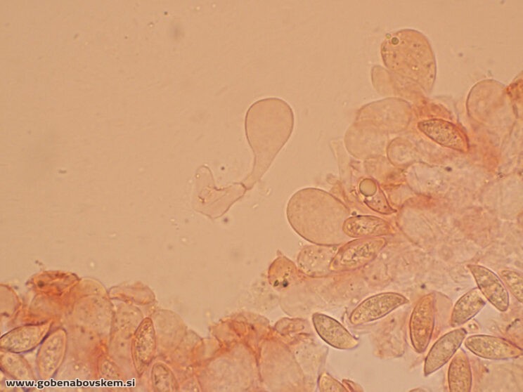 LEPIOTA OREADIFORMIS9.jpgpop