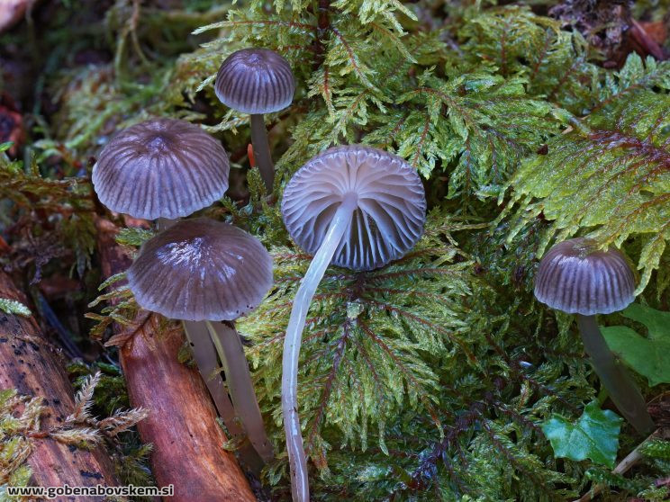 Stacked from 42 images. Method=B (R=5,S=4)