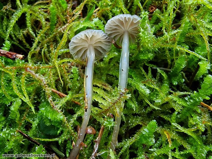 MYCENA CF VULGARIS2