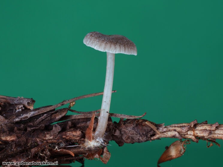MYCENA VULGARIS MANGRT DNA (1)
