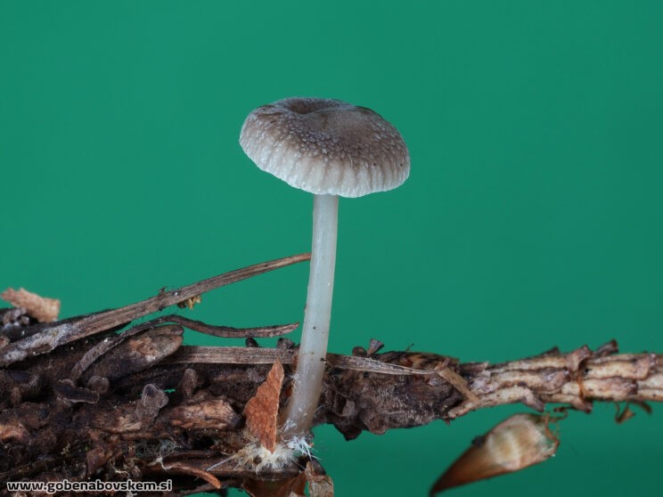 MYCENA VULGARIS MANGRT DNA (2)