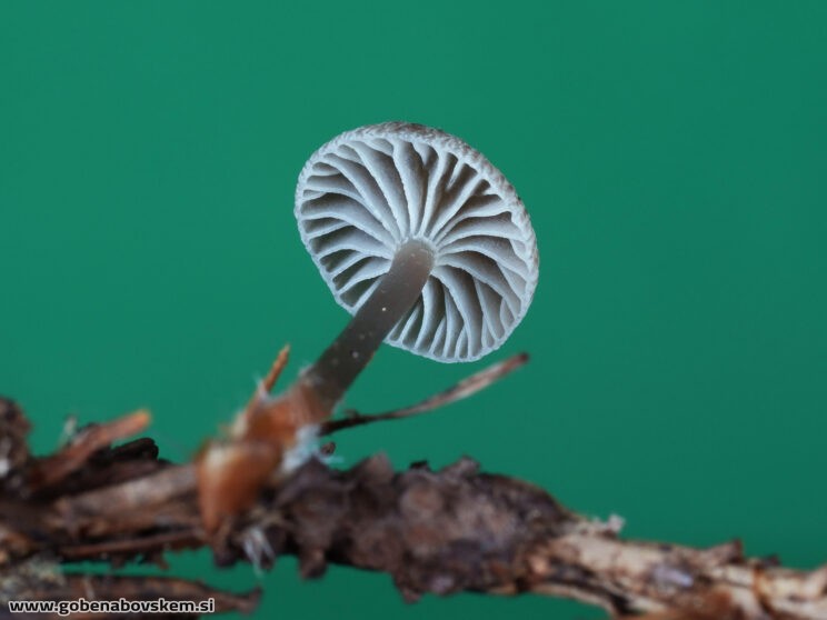 MYCENA VULGARIS MANGRT DNA (3)