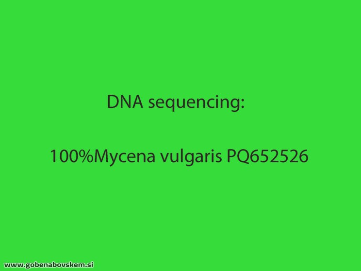 MYCENA VULGARIS MANGRT4