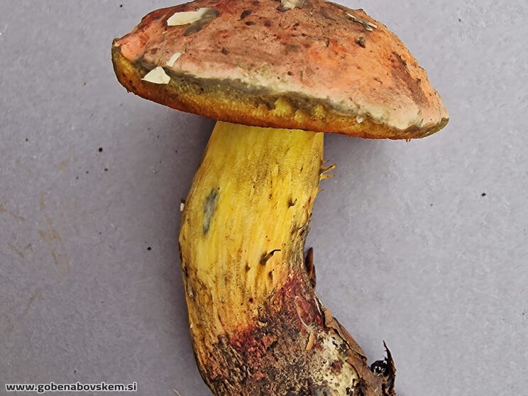 SUILLELLULUS GUELETII