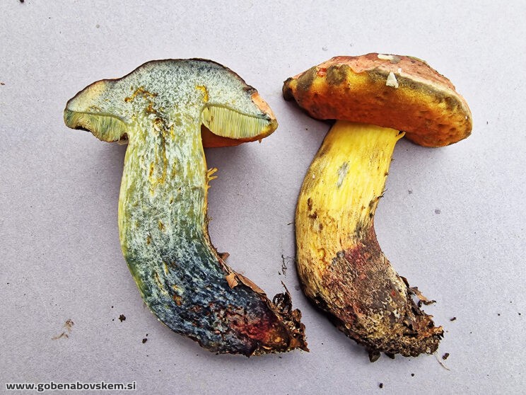 SUILLELLULUS GUELETII2