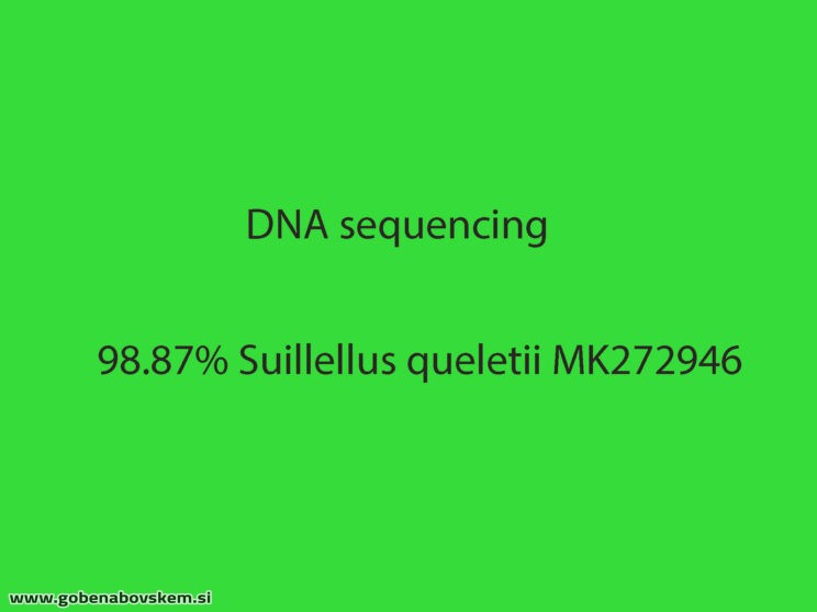 SUILLELLULUS GUELETII5