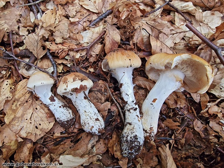THAXTEROGASTER TURMALIS