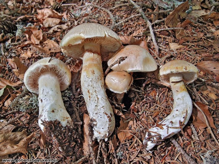 THAXTEROGASTER TURMALIS ILOVEC