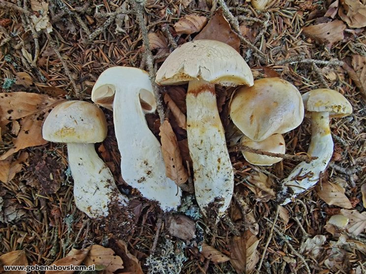 THAXTEROGASTER TURMALIS ILOVEC2