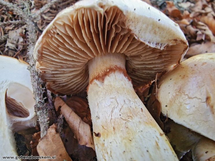 THAXTEROGASTER TURMALIS ILOVEC3