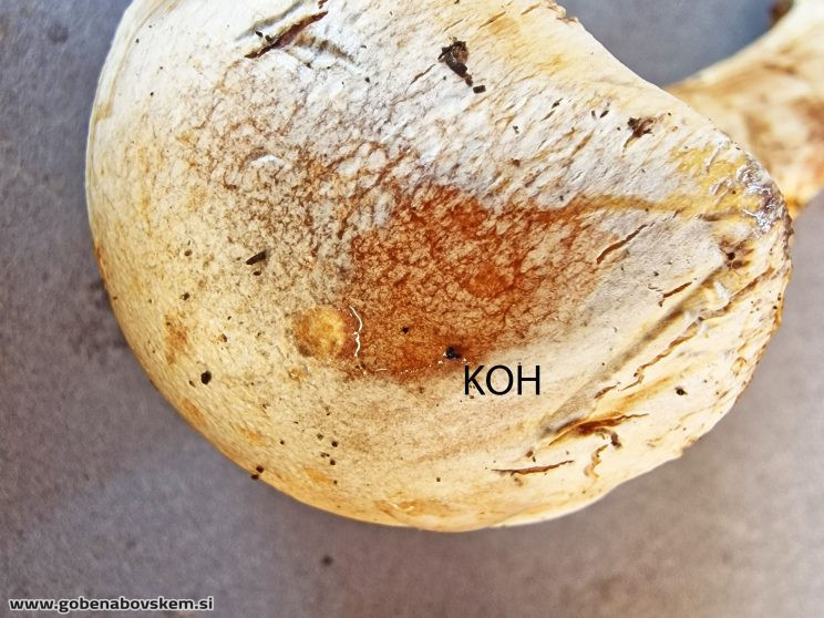 THAXTEROGASTER TURMALIS ILOVEC5