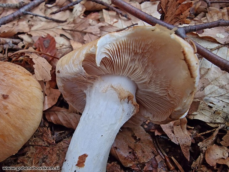 THAXTEROGASTER TURMALIS2