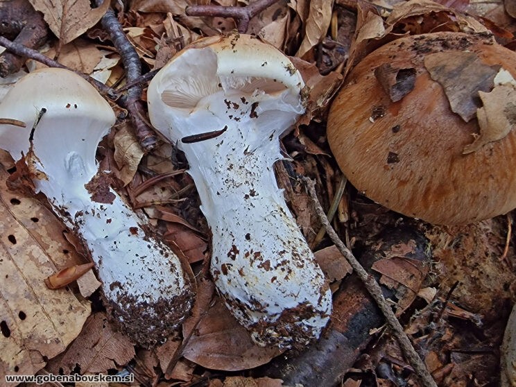 THAXTEROGASTER TURMALIS3