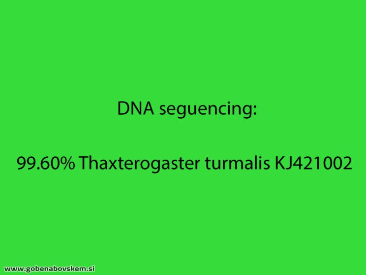 THAXTEROGASTER TURMALIS4