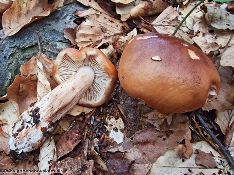 TRICHOLOMA USTALE