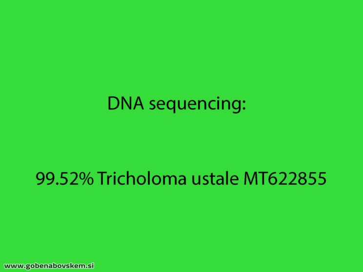 TRICHOLOMA USTALE2