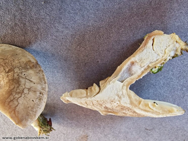 LULESIA MUNDULA TRESKA (1)