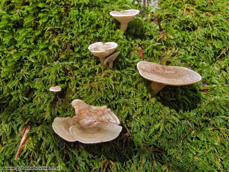 LULESIA MUNDULA TRESKA (2)