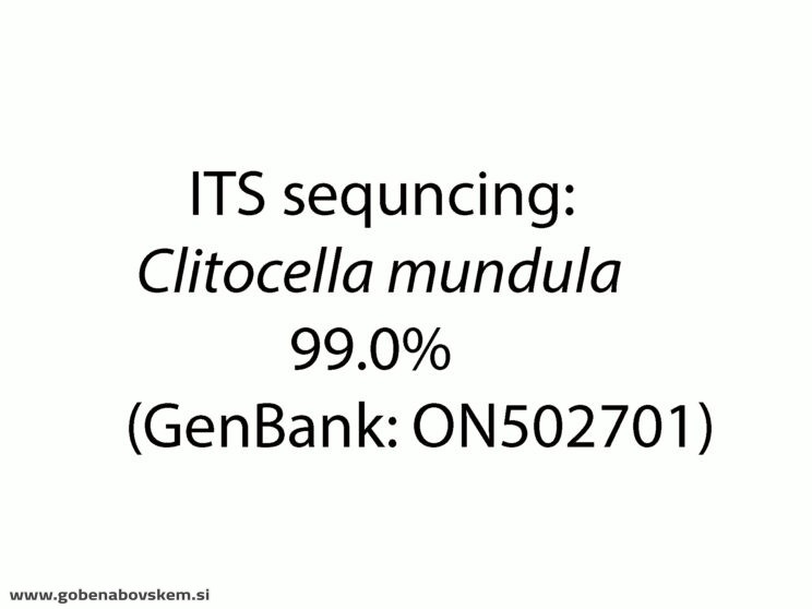 LULESIA MUNDULA TRESKA (3)