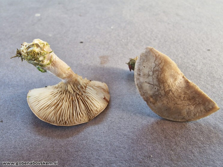 LULESIA MUNDULA TRESKA (4)