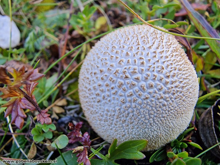 LYCOPERDON CF CAUDATUM