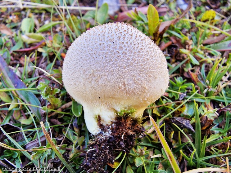 LYCOPERDON CF CAUDATUM2