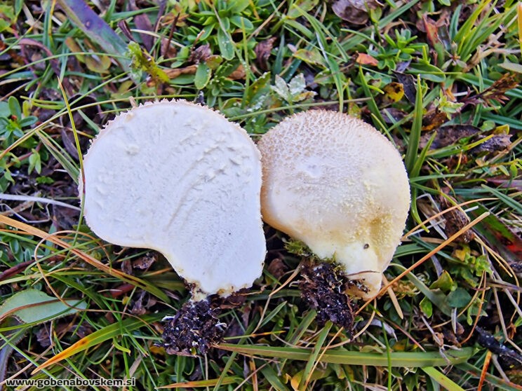 LYCOPERDON (UTRARIA) FRIGIDUM (1)
