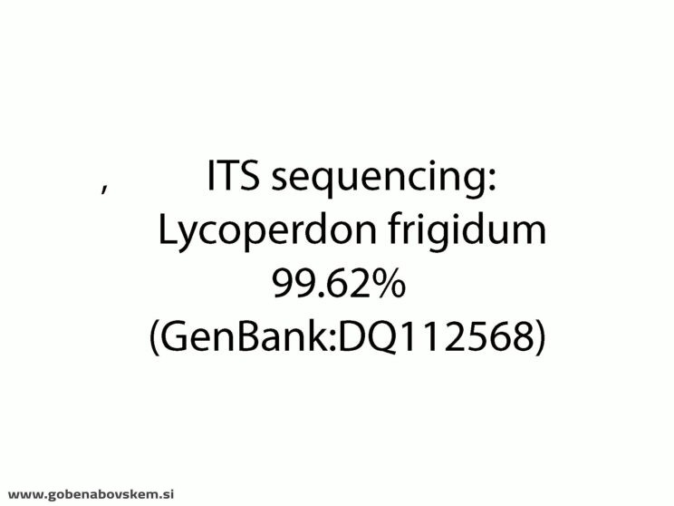 LYCOPERDON (UTRARIA) FRIGIDUM (2)