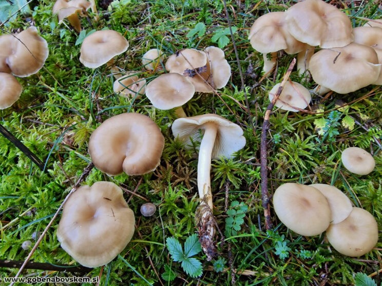 LYOPHYLUM DAONENSE LEPENA2