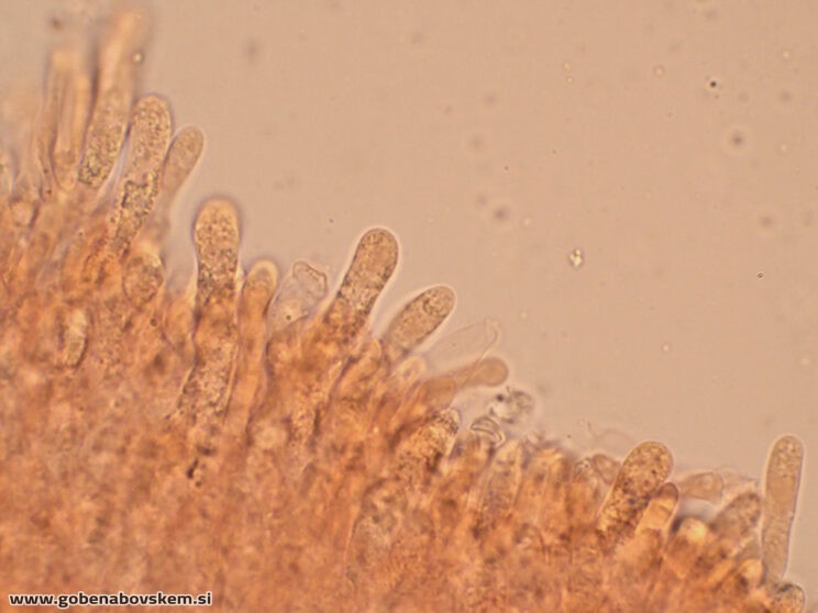 LYOPHYLUM DAONENSE OSTRINKA LEPENA