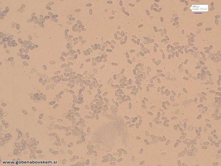 LYOPHYLUM DAONENSE OSTRINKA LEPENA12