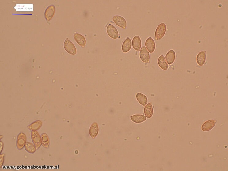 LYOPHYLUM DAONENSE OSTRINKA LEPENA14
