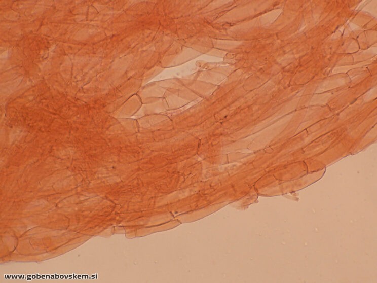 LYOPHYLUM DAONENSE PP LEPENA