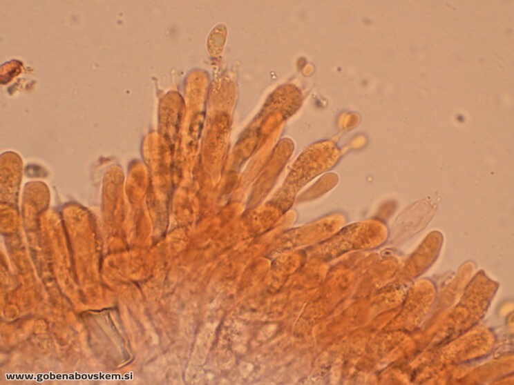 LYOPHYLUM DAONENSE SP OSTRINKA LEPENA2