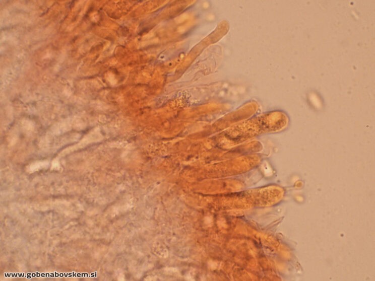 LYOPHYLUM DAONENSE SP OSTRINKA LEPENA3