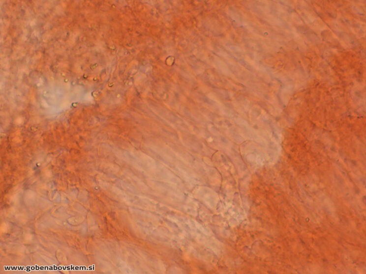 LYOPHYLUM DAONENSE trama listicev lepena