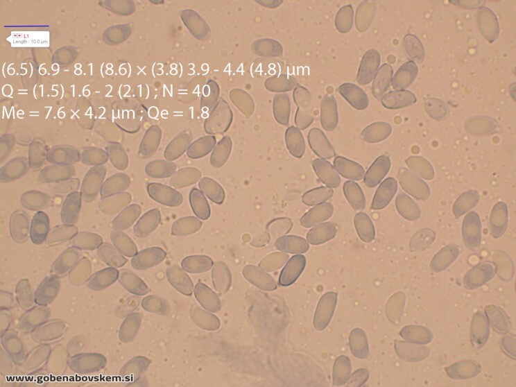 LYOPHYLUM DAONENSEOSTRINKA LEPENA10