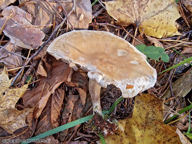 ATRACTOSPOROCYBE INORNATA