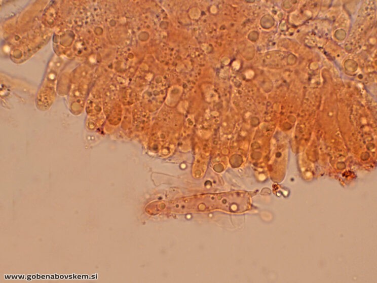 ATRACTOSPOROCYBE INORNATA10