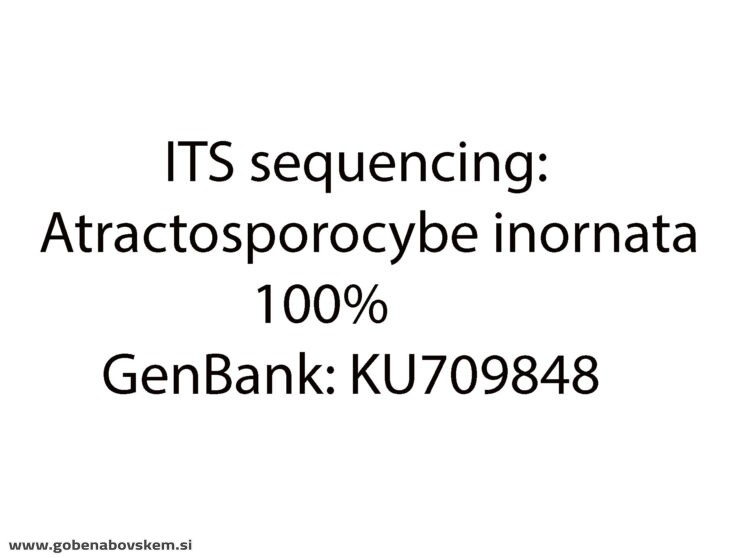 ATRACTOSPOROCYBE INORNATA11