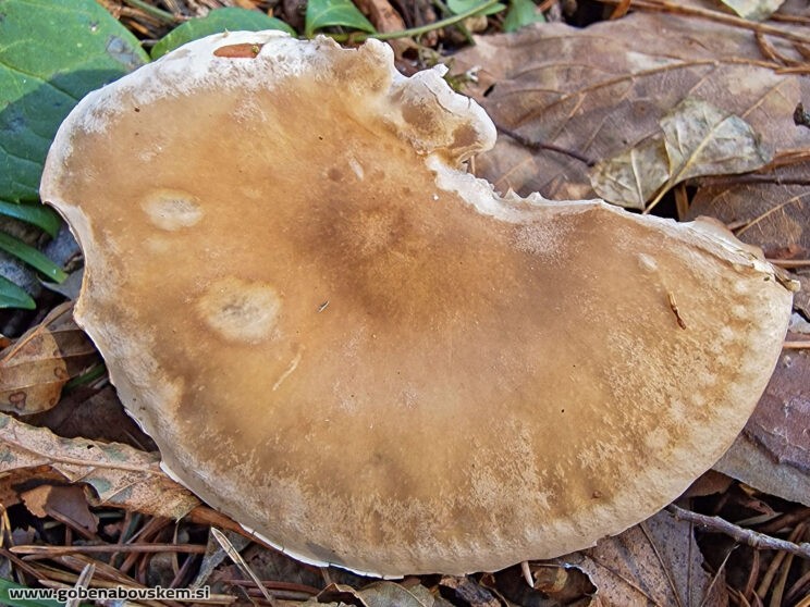 ATRACTOSPOROCYBE INORNATA2