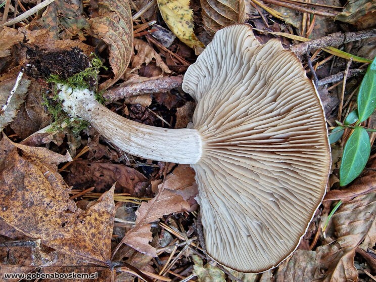 ATRACTOSPOROCYBE INORNATA3