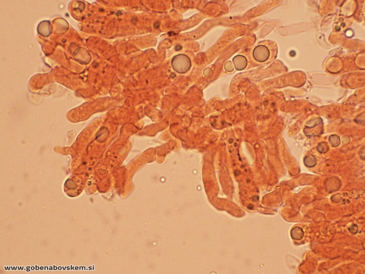 ATRACTOSPOROCYBE INORNATA6