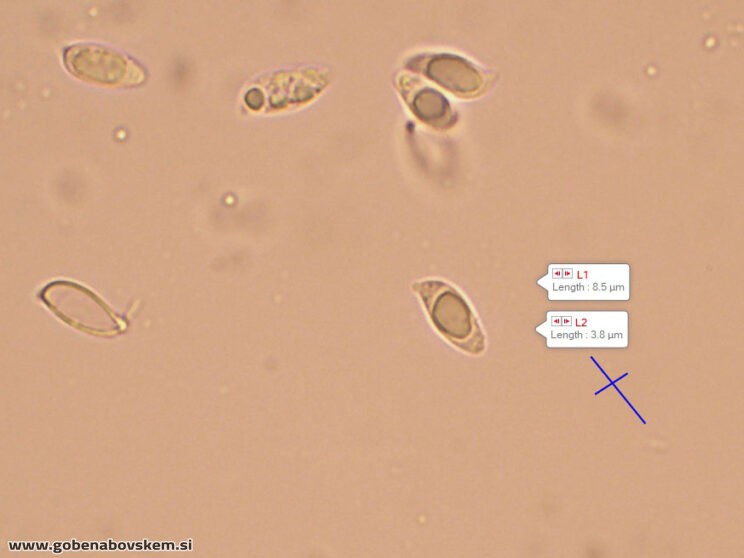 ATRACTOSPOROCYBE INORNATA8