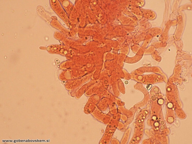 ATRACTOSPOROCYBE INORNATA9