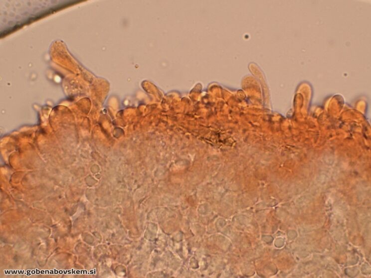 CALLISTOSPORIUM ELAEODES (10)