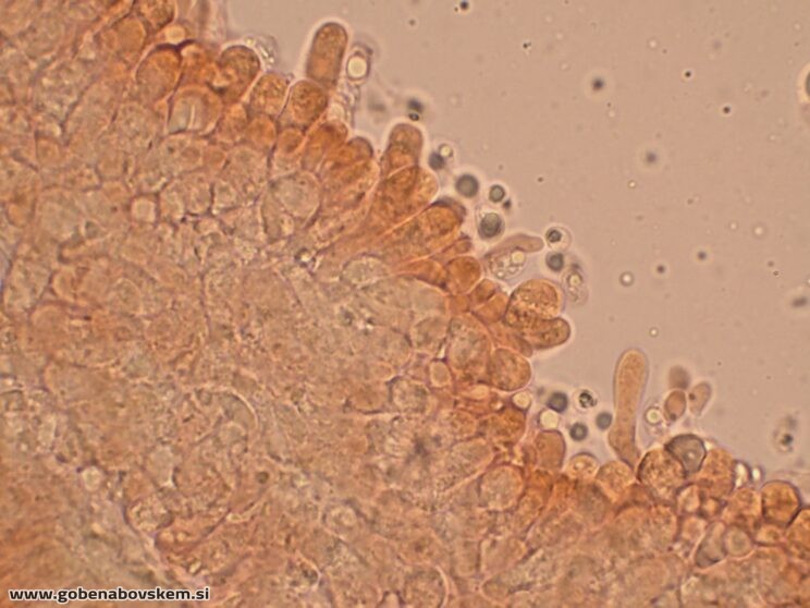 CALLISTOSPORIUM ELAEODES (11)