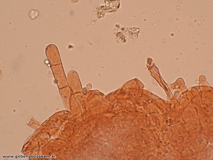 CALLISTOSPORIUM ELAEODES (13)