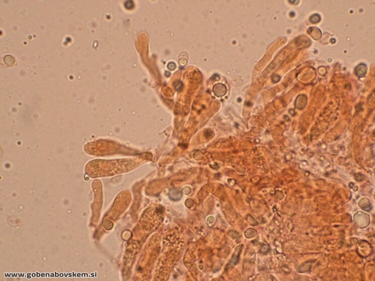 CALLISTOSPORIUM ELAEODES (5)