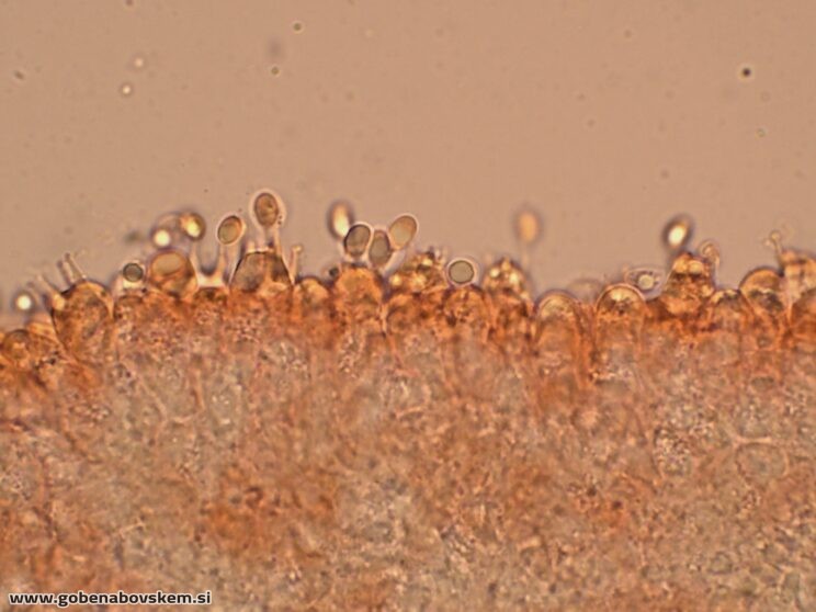 CALLISTOSPORIUM ELAEODES (8)